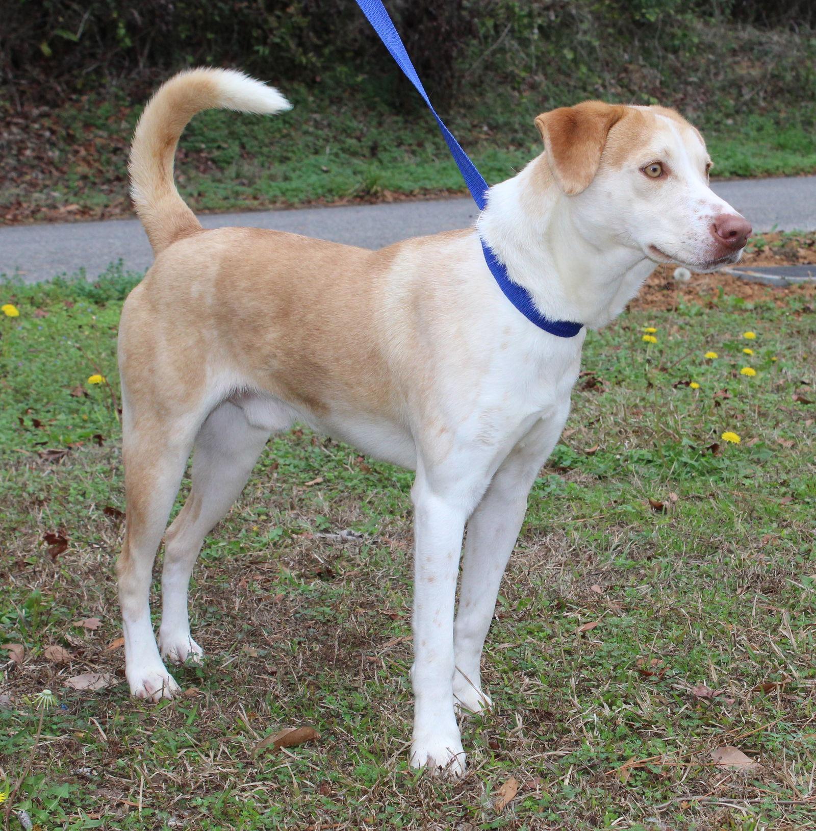 Enlarge Stomper 42991, a Adopted Labrador Retriever in Prattville, AL image 3/3