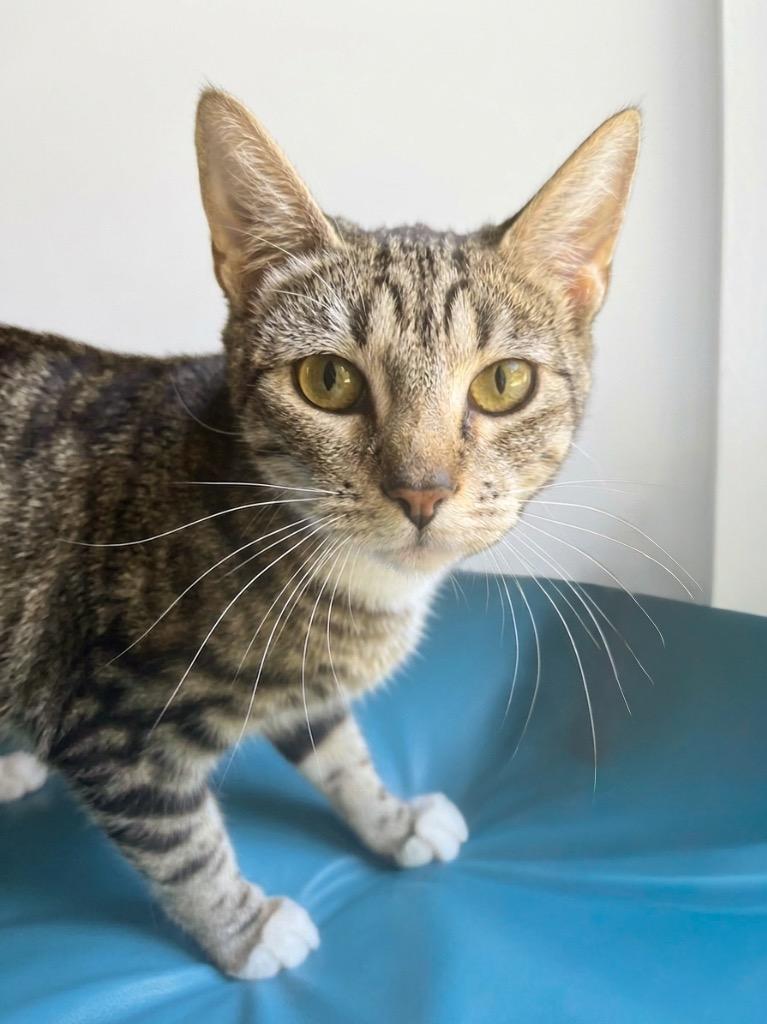 Enlarge Clementine, a Adoptable Domestic Short Hair in Vashon, WA image 1/1