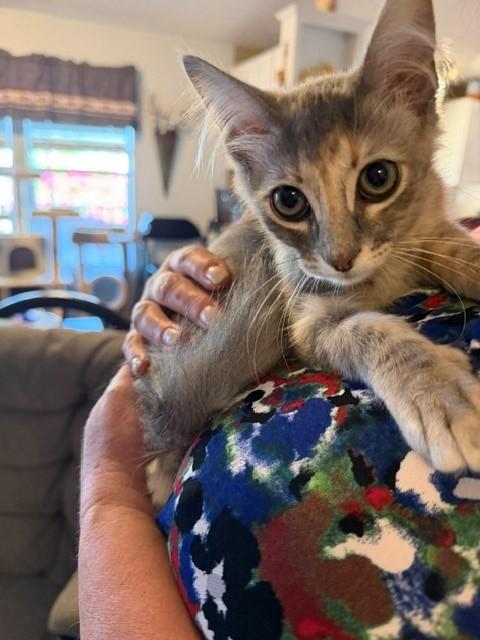 Enlarge Venus, a ADOPTABLE mixed breed in Mesa, AZ image 1/4
