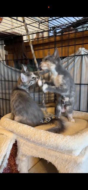 Enlarge Venus, a ADOPTABLE mixed breed in Mesa, AZ image 4/4