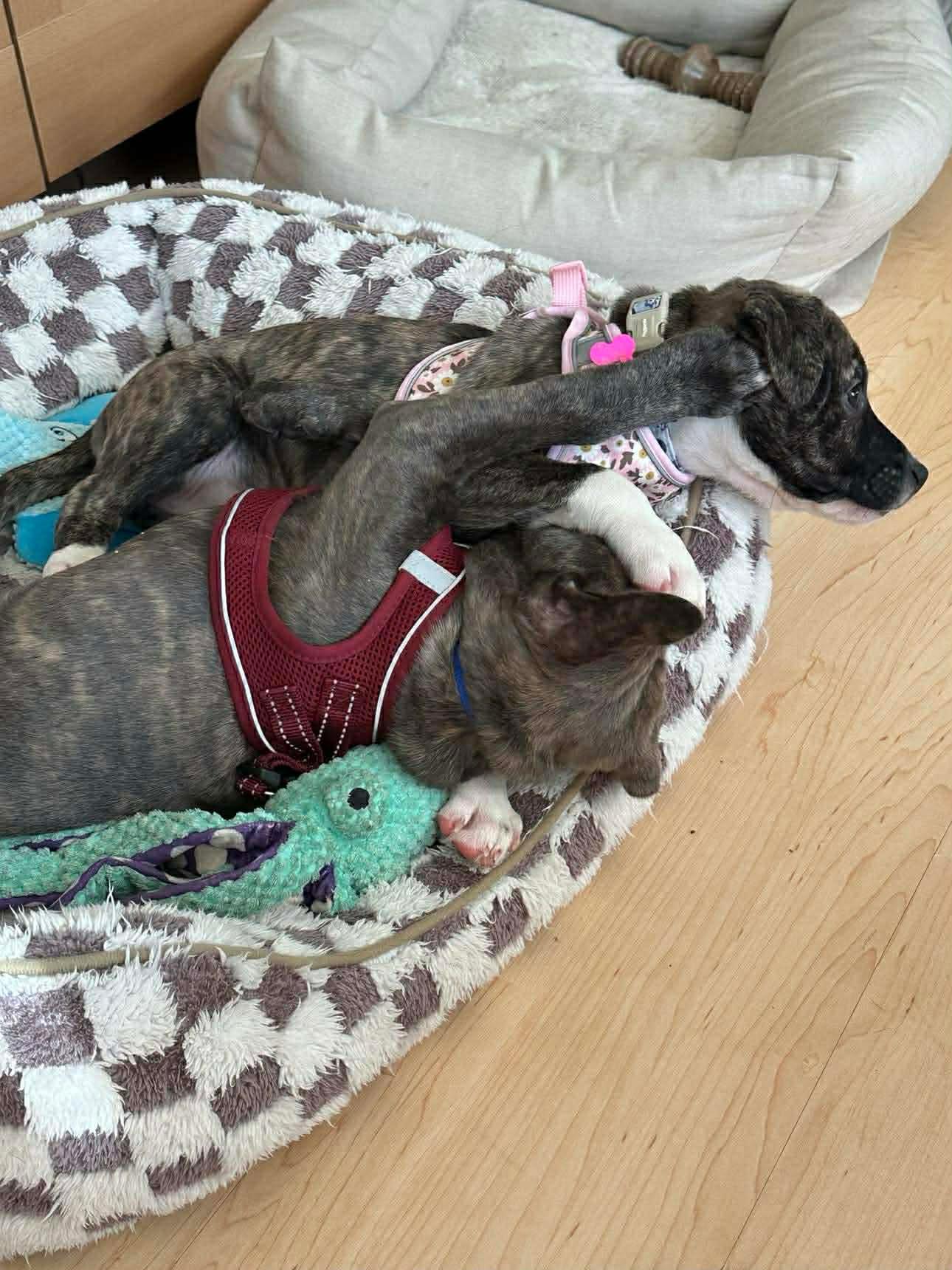 Enlarge Dot, a ADOPTABLE mixed breed in Salem, NH image 2/3