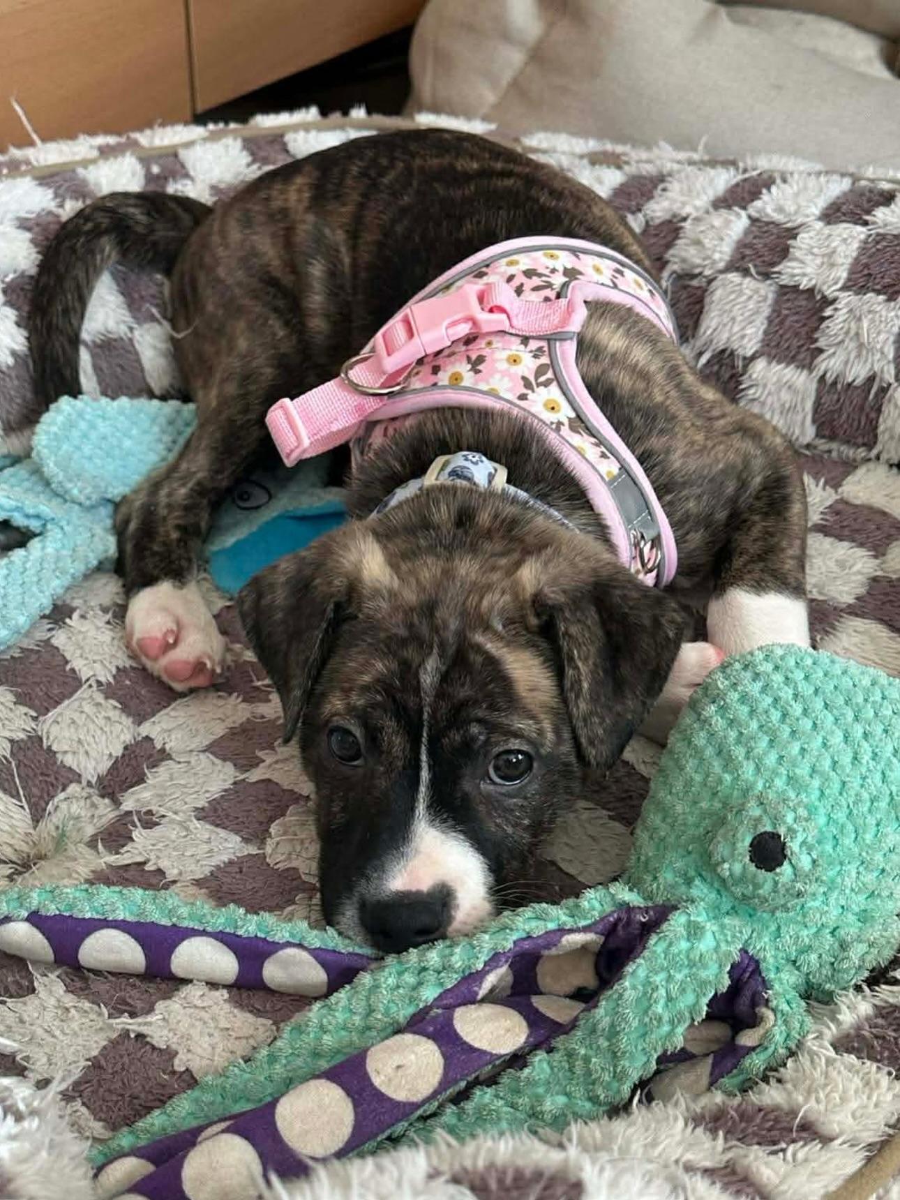 Enlarge Dot, a ADOPTABLE mixed breed in Salem, NH image 1/3