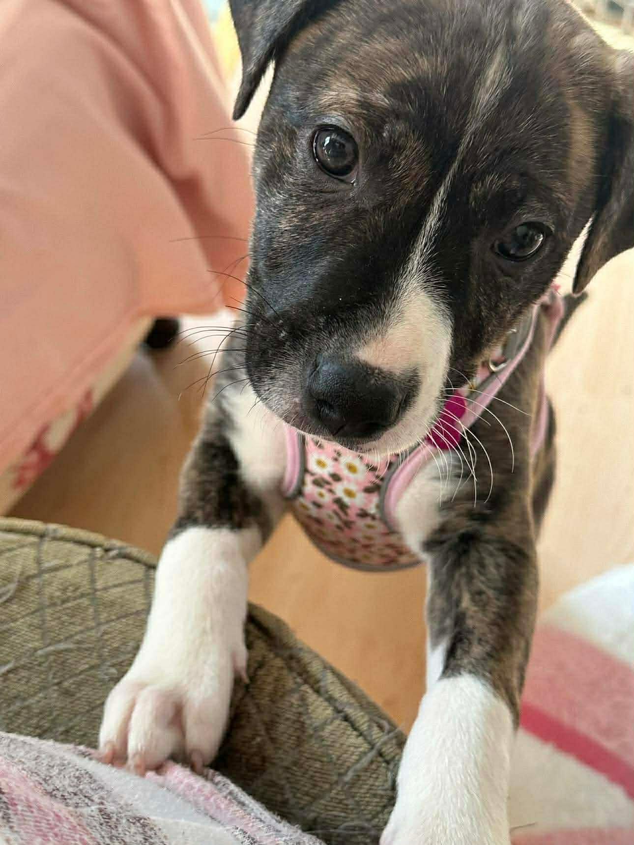 Enlarge Dot, a ADOPTABLE mixed breed in Salem, NH image 3/3