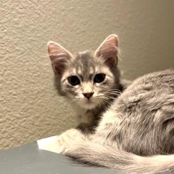 Crumpet, an adopted Domestic Medium Hair in Long Beach, WA image 6/6