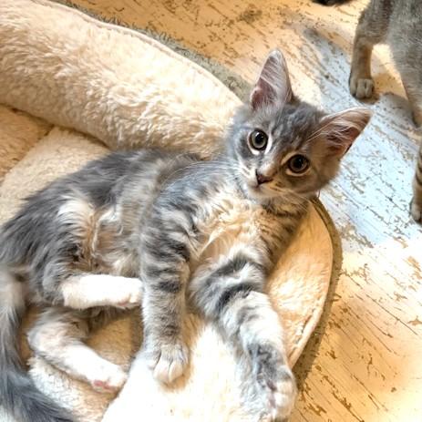 Crumpet, adopted, Kitten Male Domestic Medium Hair.