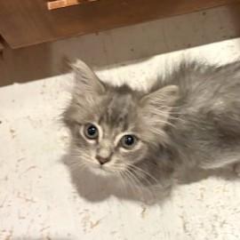 Crumpet, an adopted Domestic Medium Hair in Long Beach, WA image 4/6