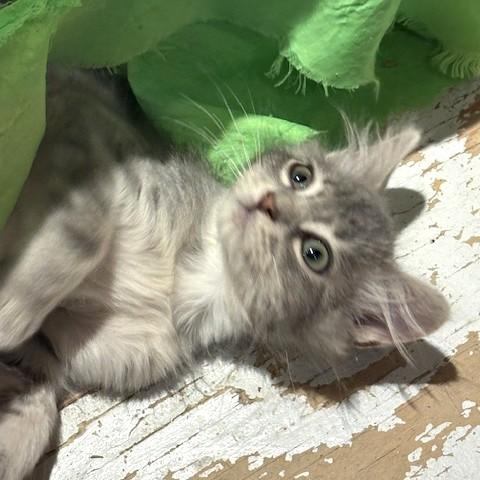 Crumpet, an adopted Domestic Medium Hair in Long Beach, WA image 2/6