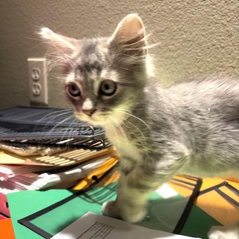 Crumpet, an adopted Domestic Medium Hair in Long Beach, WA image 5/6