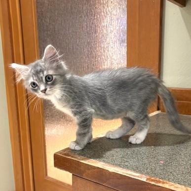 Crumpet, an adopted Domestic Medium Hair in Long Beach, WA image 3/6