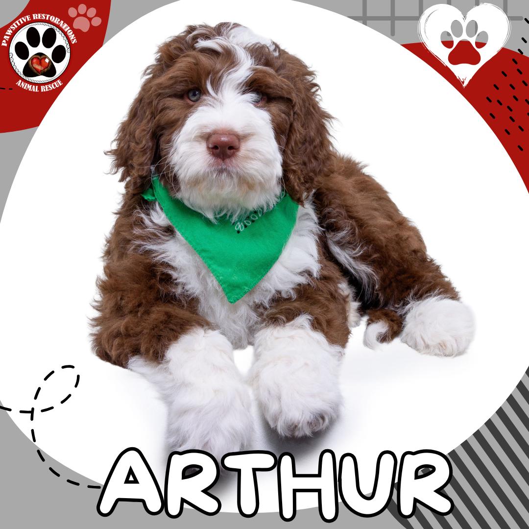 ARTHUR, Adopted, Puppy Male Old English Sheepdog & Golden Retriever.