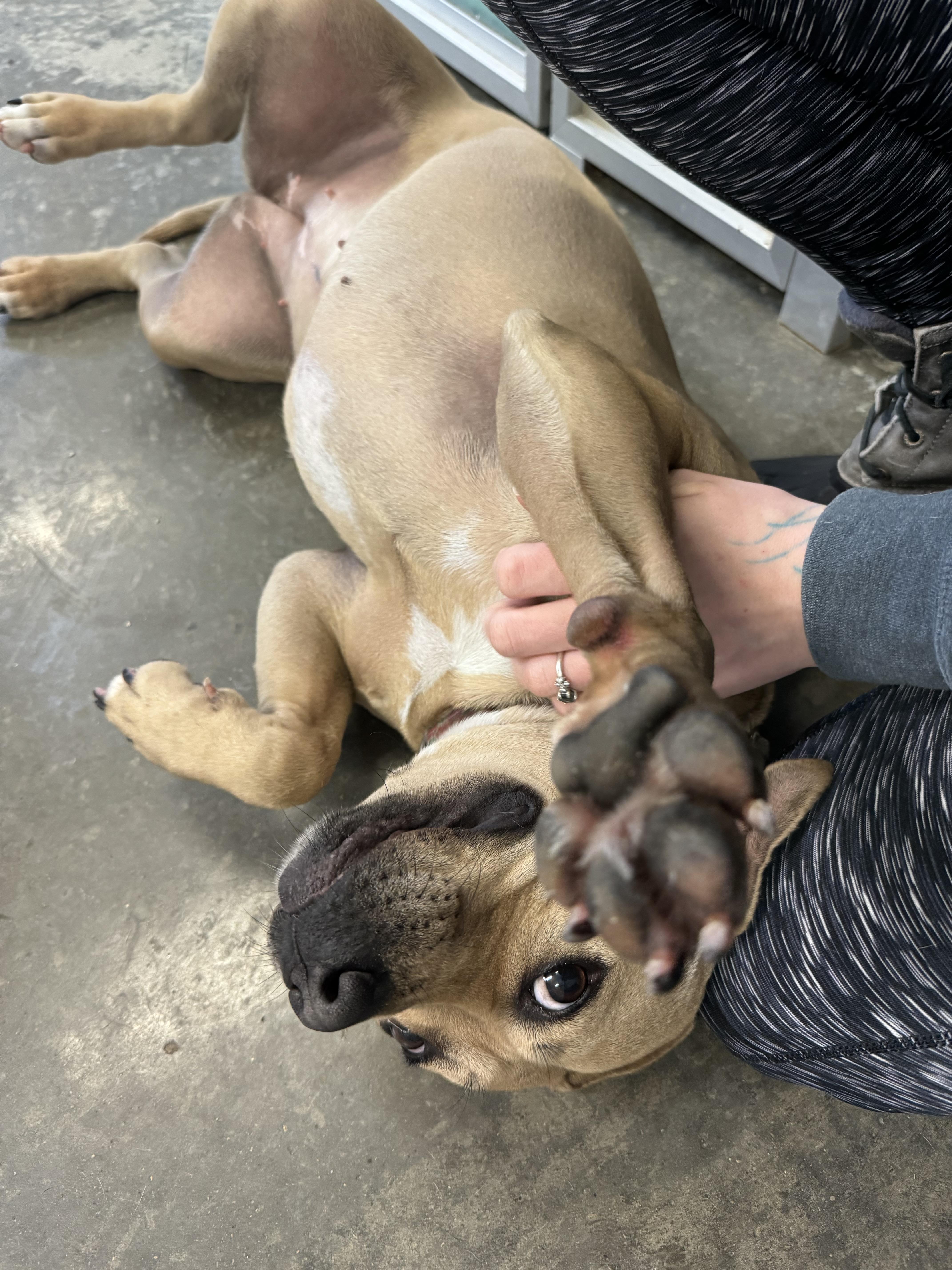 Tawny, a Adoptable mixed breed in Mansfield, OH image 4/5