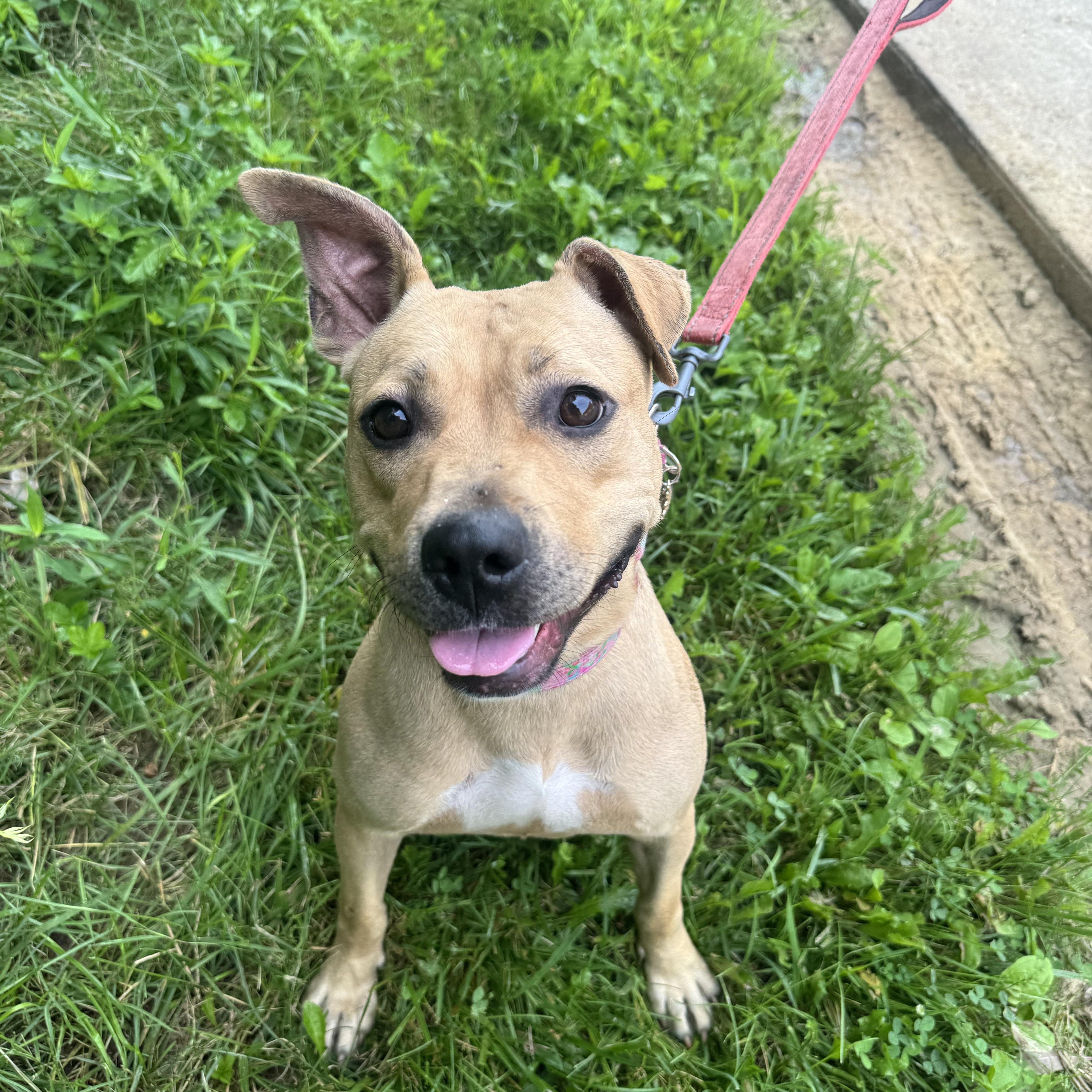 Tawny, a Adoptable mixed breed in Mansfield, OH image 1/2