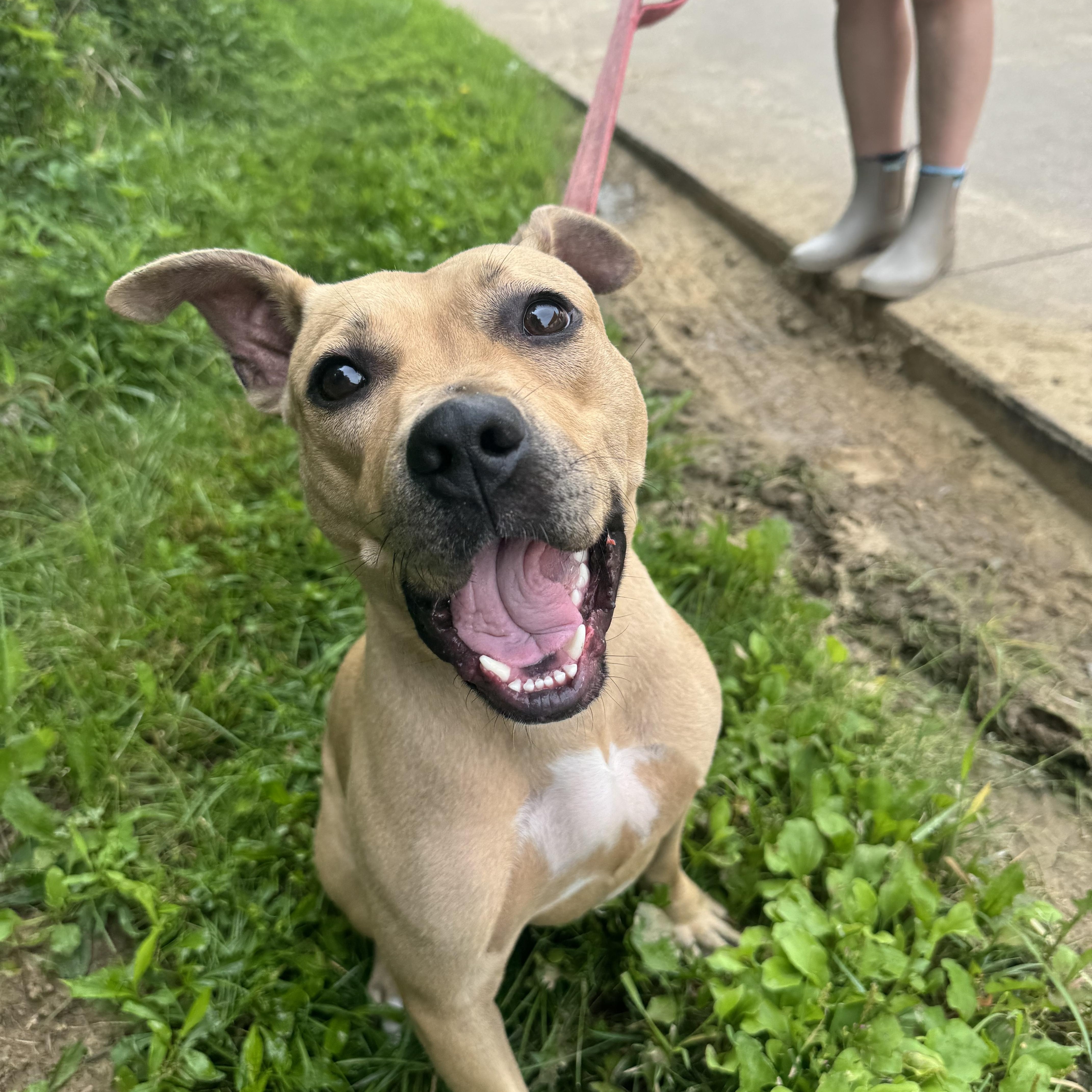 Tawny, a Adoptable mixed breed in Mansfield, OH image 2/2