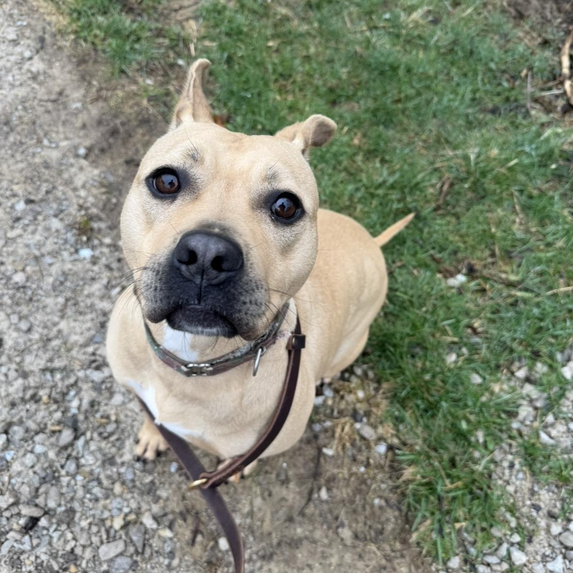 Tawny, a Adoptable mixed breed in Mansfield, OH image 3/5