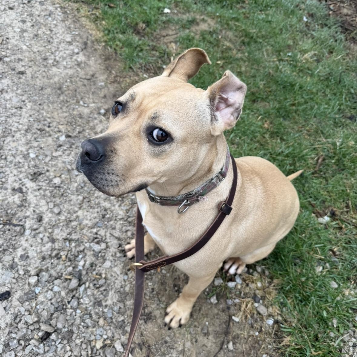 Tawny, a Adoptable mixed breed in Mansfield, OH image 5/5