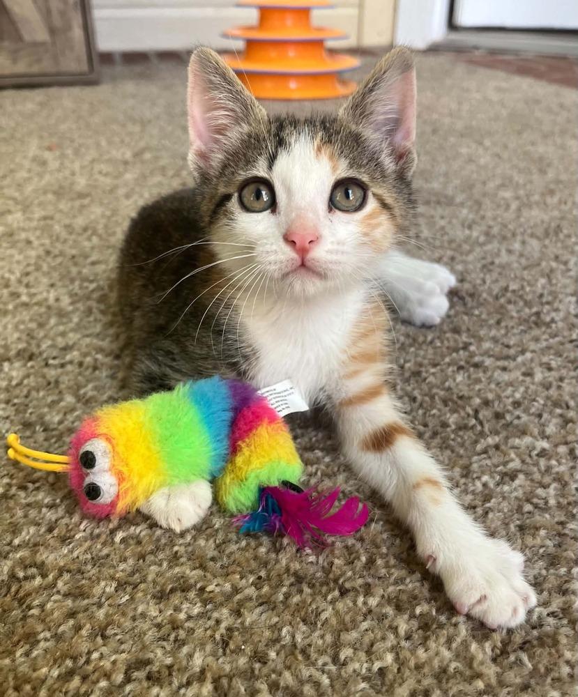 Phoenix, Adoptable, Kitten Female Domestic Short Hair.