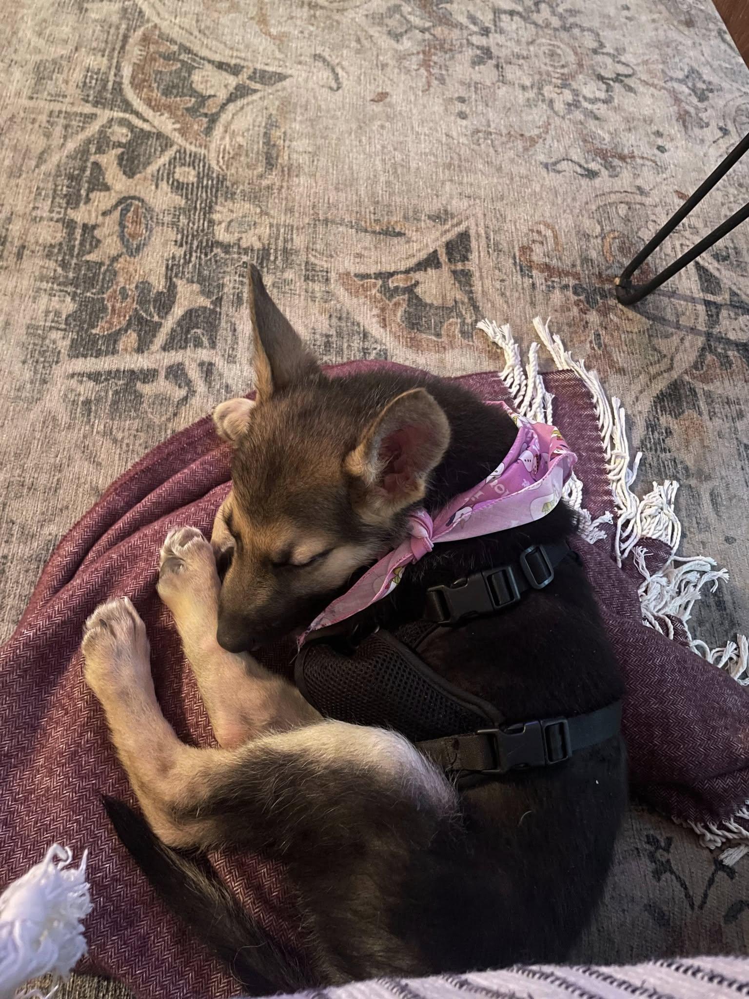 Noelle (Ellie), a Adopted mixed breed in North Vancouver, BC image 2/2