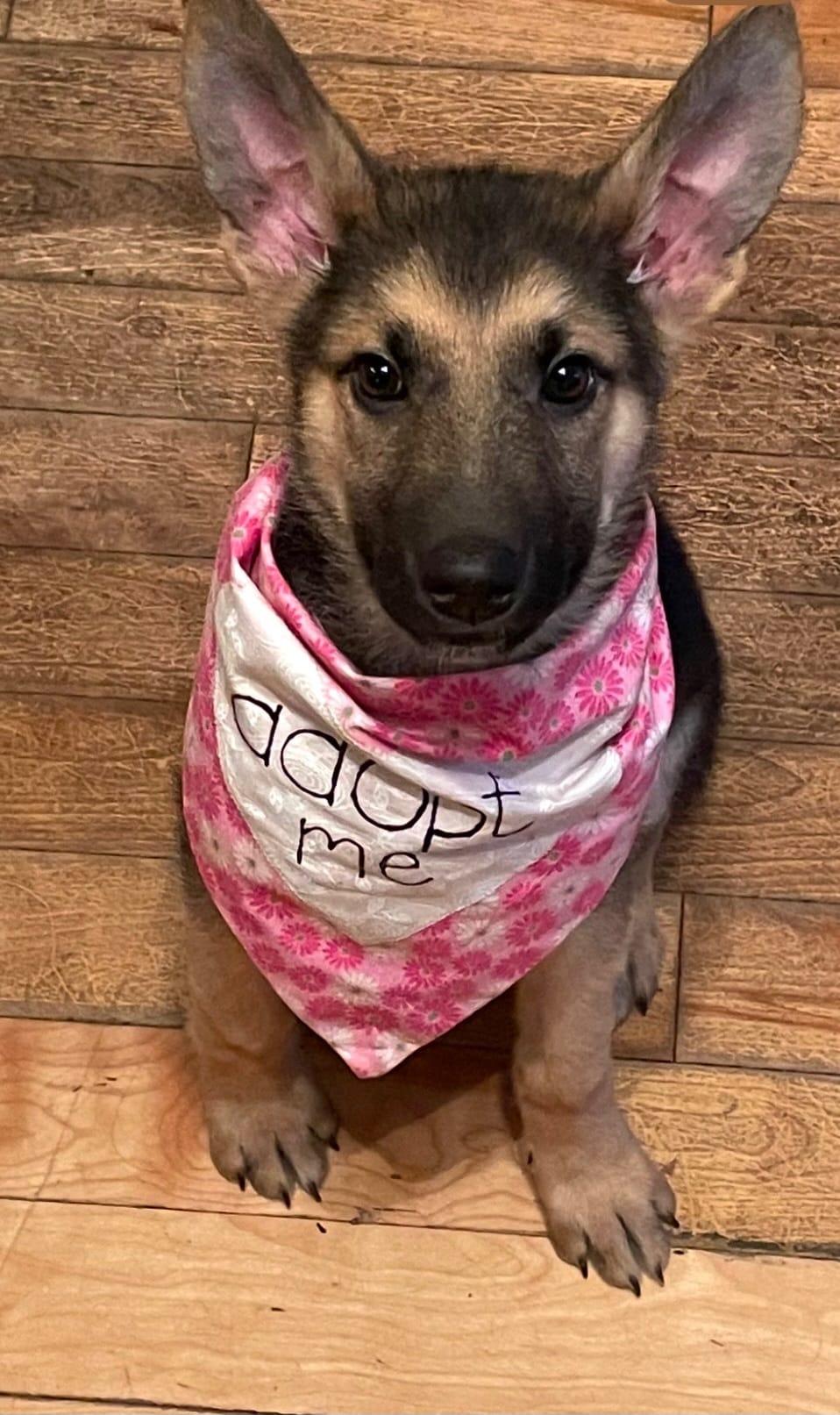 Noelle (Ellie), Adopted, Puppy Female Shepherd & Husky.