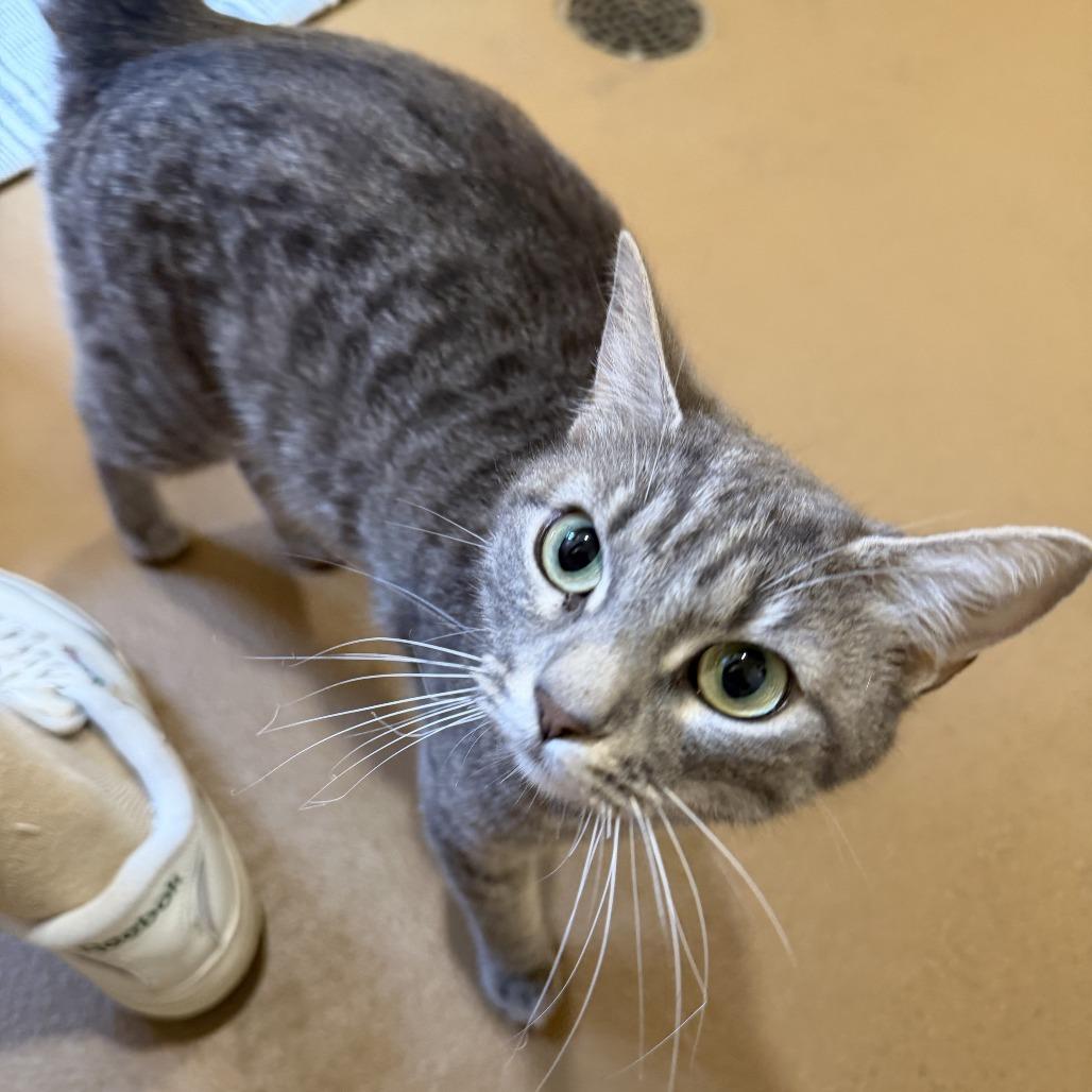 Almond, Adoptable, Young Female Domestic Short Hair.