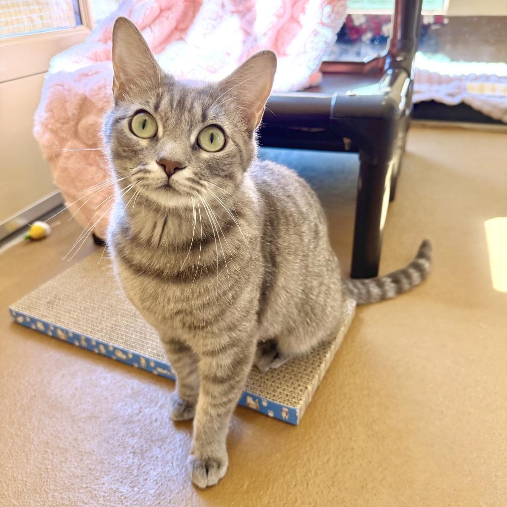 Enlarge Almond, a Adoptable Domestic Short Hair in Agoura Hills, CA image 2/6