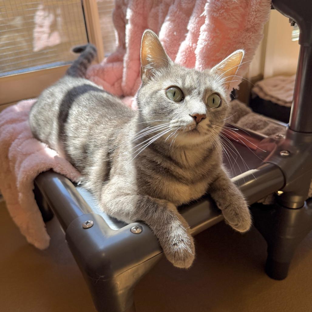 Enlarge Almond, a Adoptable Domestic Short Hair in Agoura Hills, CA image 3/6