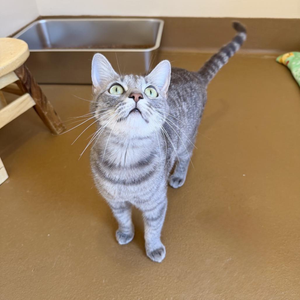 Enlarge Almond, a Adoptable Domestic Short Hair in Agoura Hills, CA image 4/6