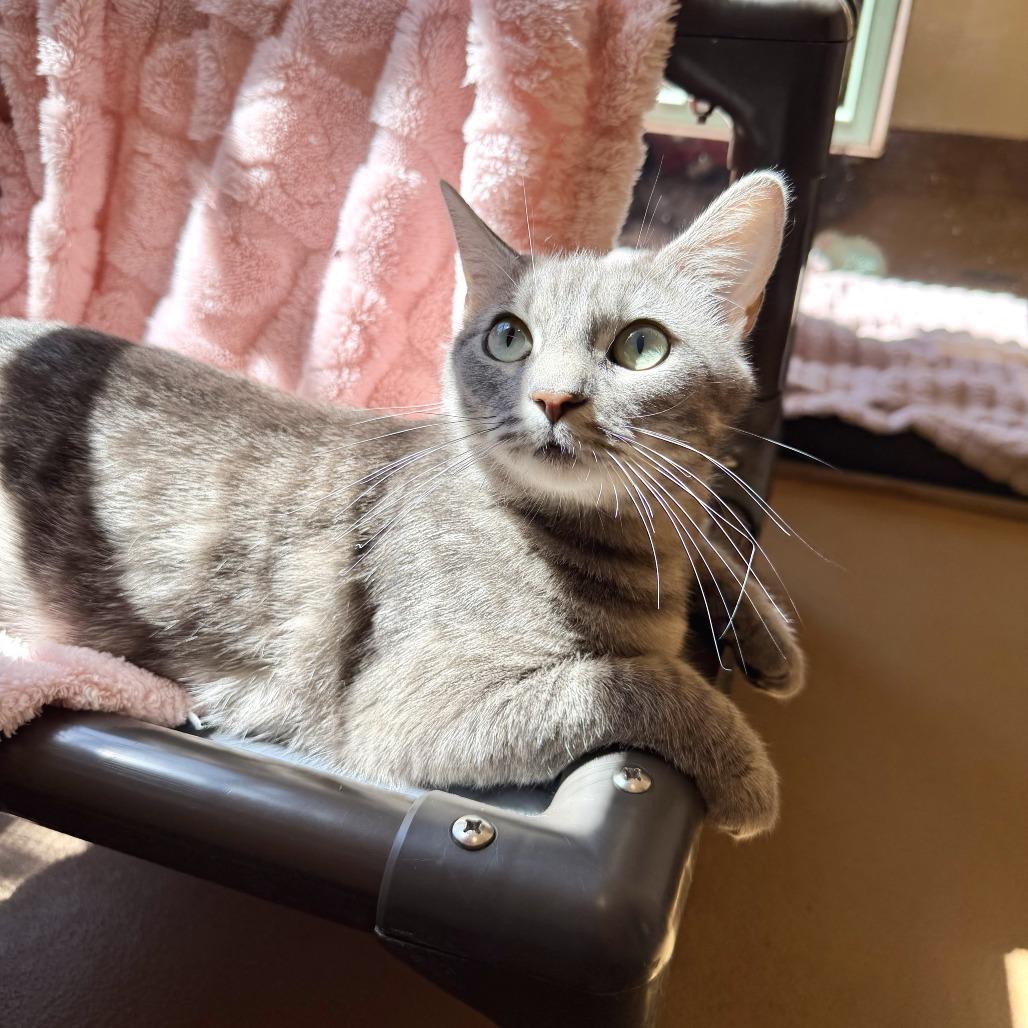 Enlarge Almond, a Adoptable Domestic Short Hair in Agoura Hills, CA image 5/6