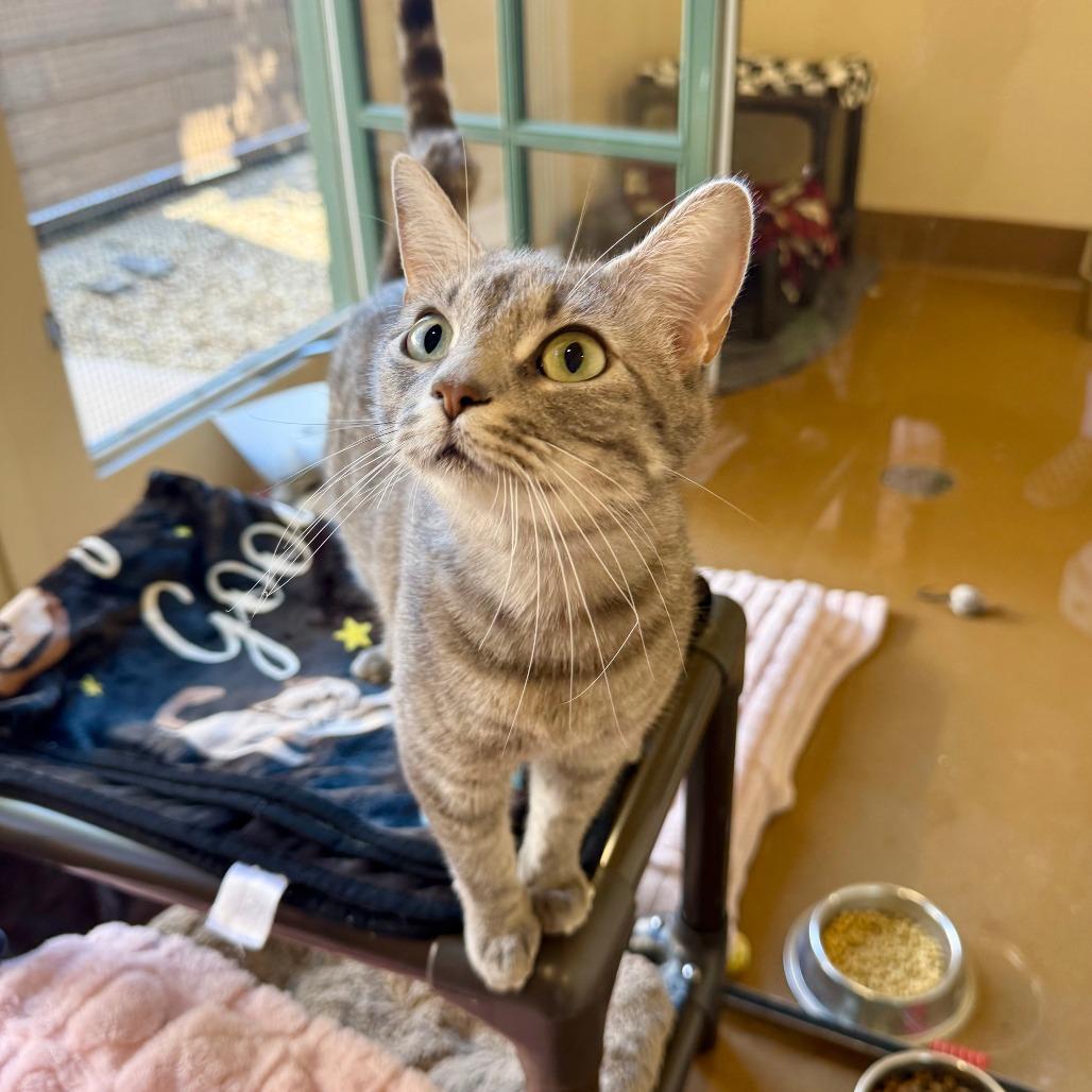 Enlarge Almond, a Adoptable Domestic Short Hair in Agoura Hills, CA image 6/6