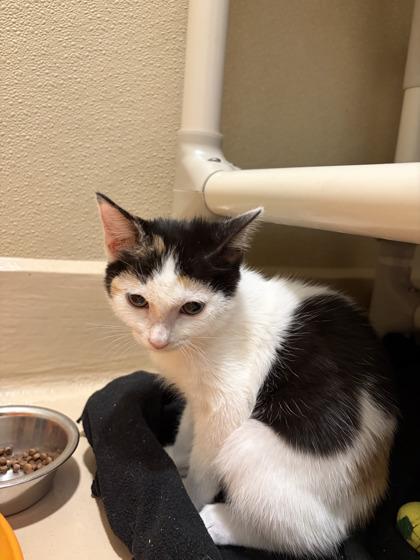 Mermaids, Adoptable, Kitten Female Domestic Short Hair & Domestic Short Hair.