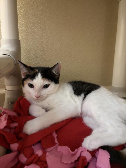 Enlarge Mermaids, a Adoptable mixed breed in Pleasanton, CA image 2/3