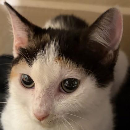 Enlarge Mermaids, a Adoptable mixed breed in Pleasanton, CA image 3/3