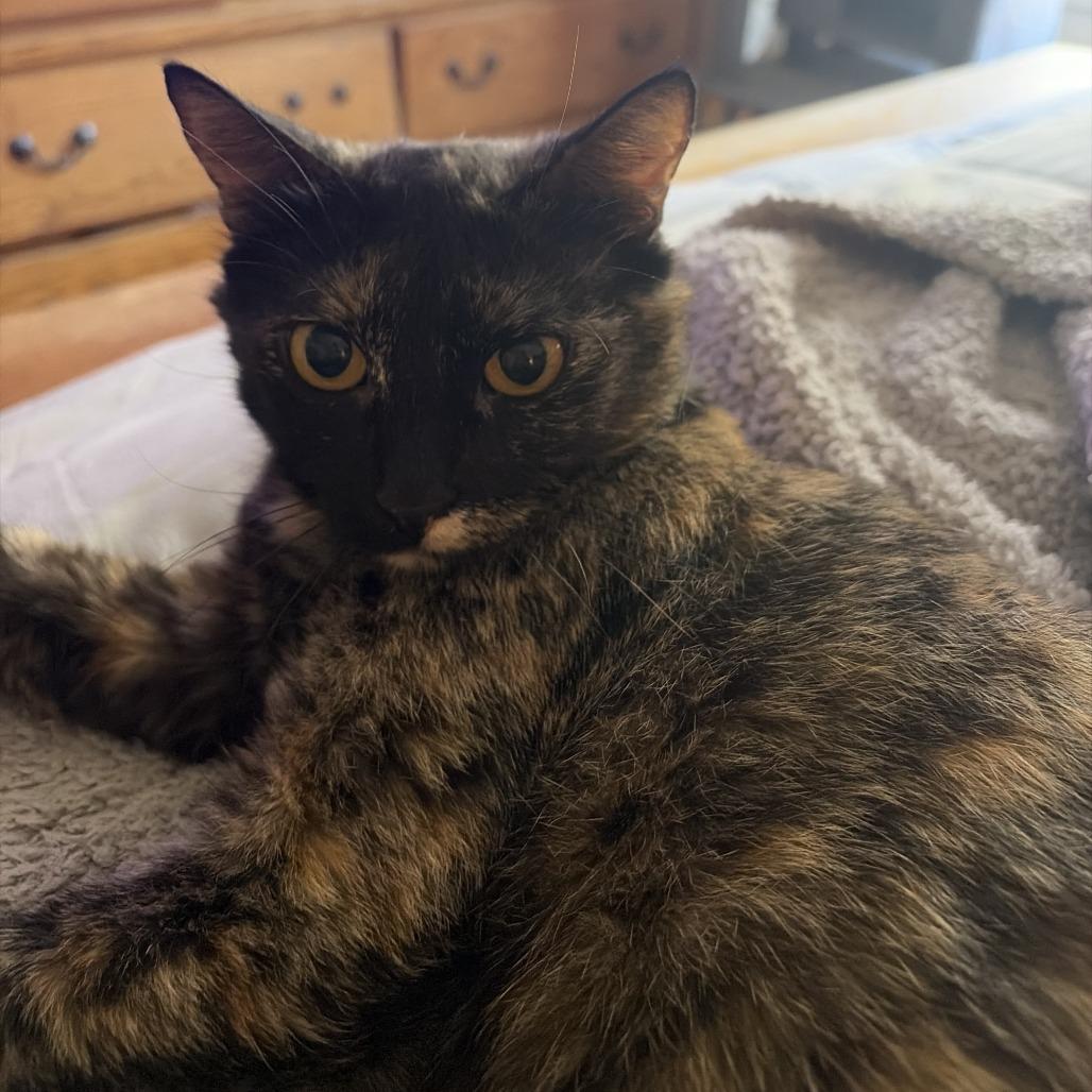 Maggie, Adoptable, Young Female Domestic Short Hair.