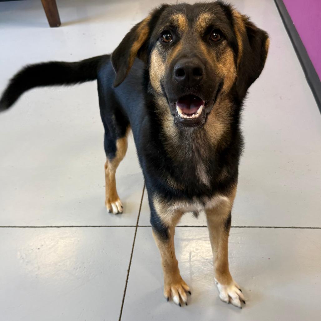 Enlarge Lilly, a Adoptable Mixed Breed in Ponca City, OK image 1/4