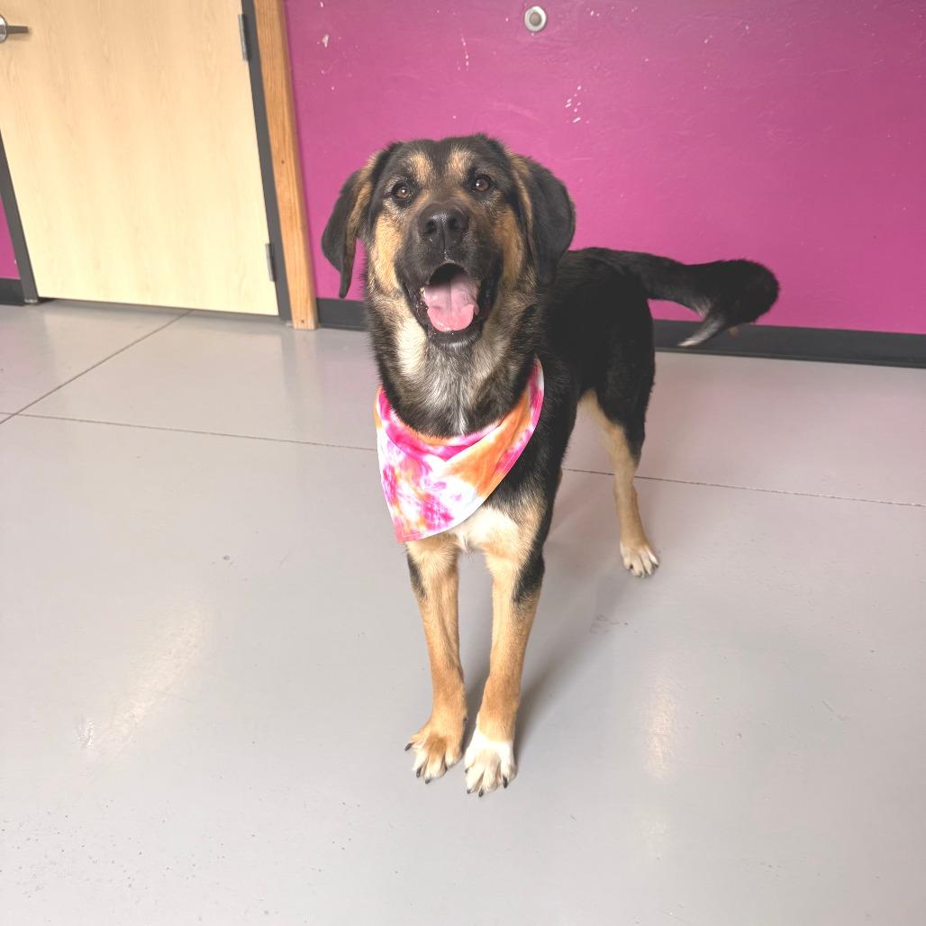 Enlarge Lilly, a Adoptable Mixed Breed in Ponca City, OK image 1/3