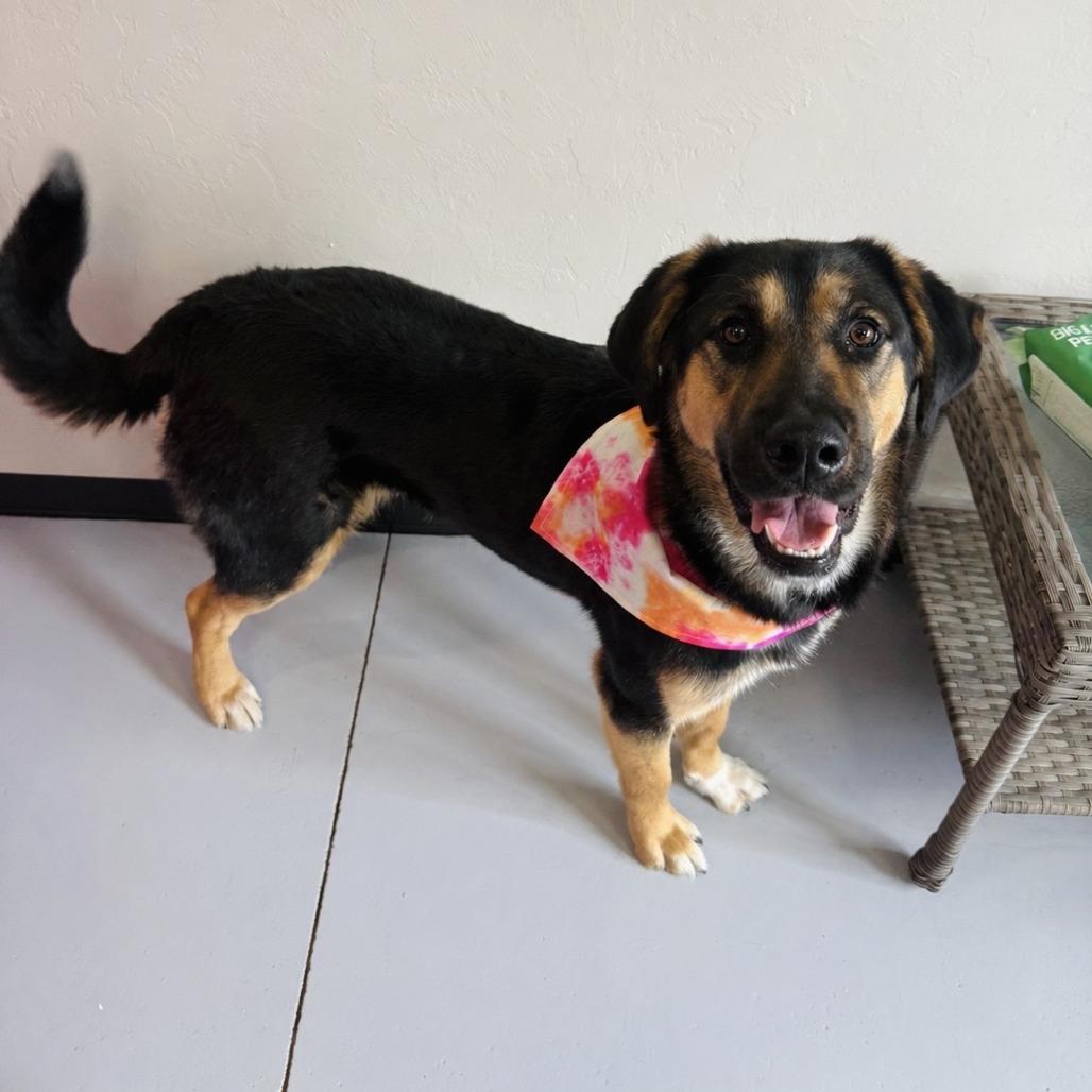 Lilly, Adoptable, Adult Female Mixed Breed.