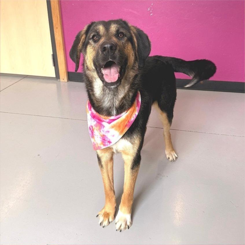 Enlarge Lilly, a Adoptable Mixed Breed in Ponca City, OK image 2/3