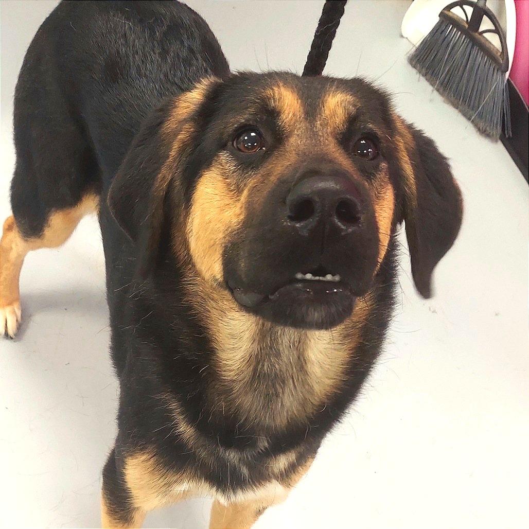 Enlarge Lilly, a Adoptable Mixed Breed in Ponca City, OK image 3/3