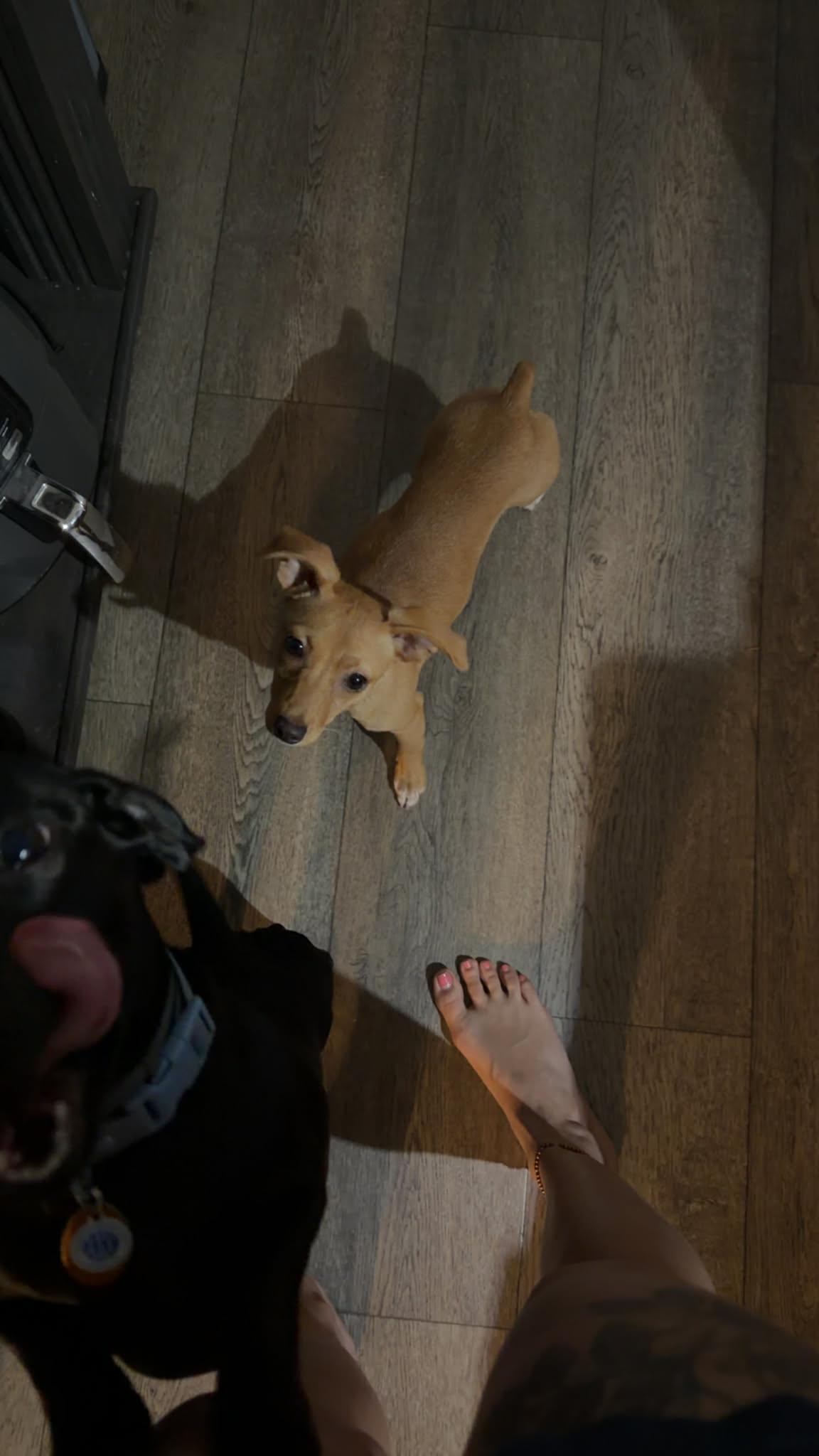 Enlarge Lilah, an adopted Feist in Murrells Inlet, SC image 2/3