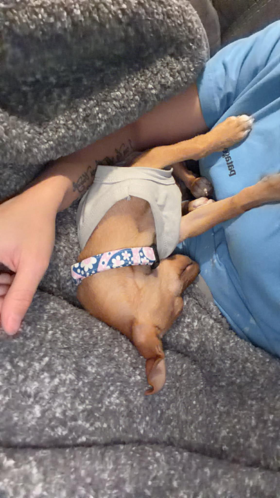 Enlarge Lilah, an adopted Feist in Murrells Inlet, SC image 3/3