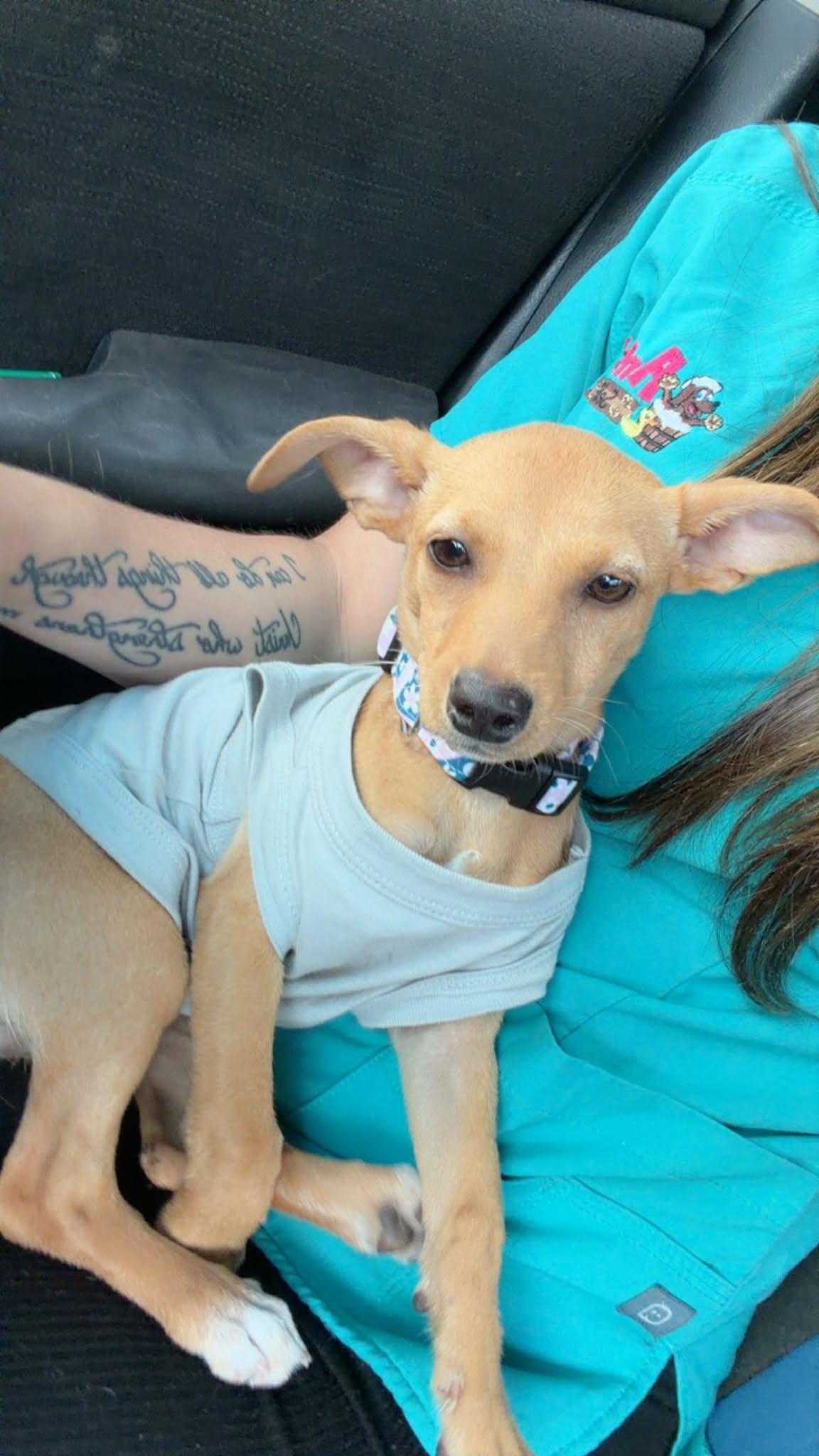 Enlarge Lilah, an adopted Feist in Murrells Inlet, SC image 1/3