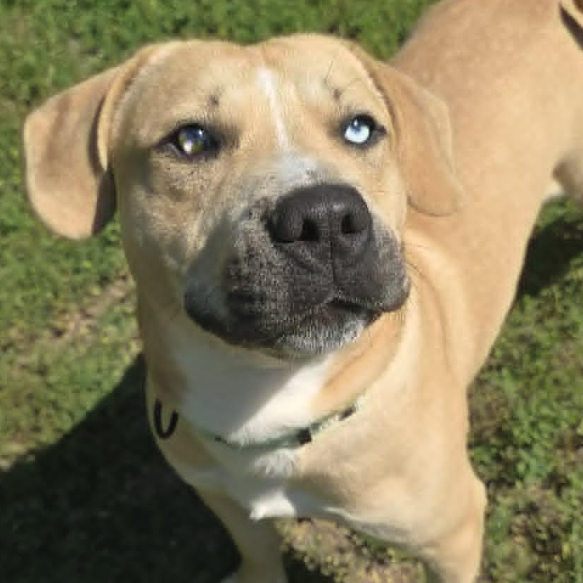 Cooper, an adoptable mixed breed in Orange, VA image 2/6