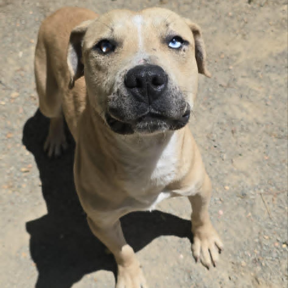 Cooper, an adoptable mixed breed in Orange, VA image 5/6
