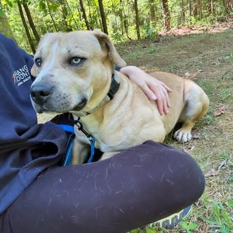 Cooper, an adoptable mixed breed in Orange, VA image 4/6