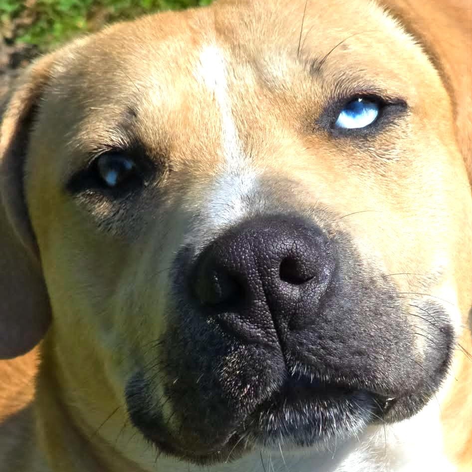 Cooper, an adoptable mixed breed in Orange, VA image 3/6