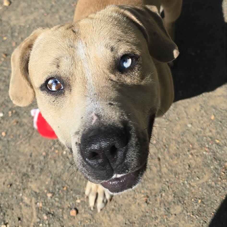 Cooper, an adoptable mixed breed in Orange, VA image 6/6