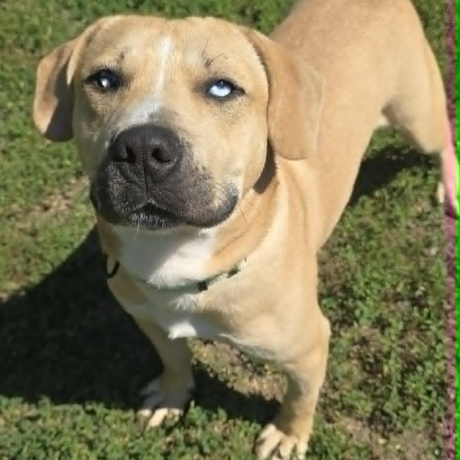 Cooper, adoptable, Young Male Pit Bull Terrier.