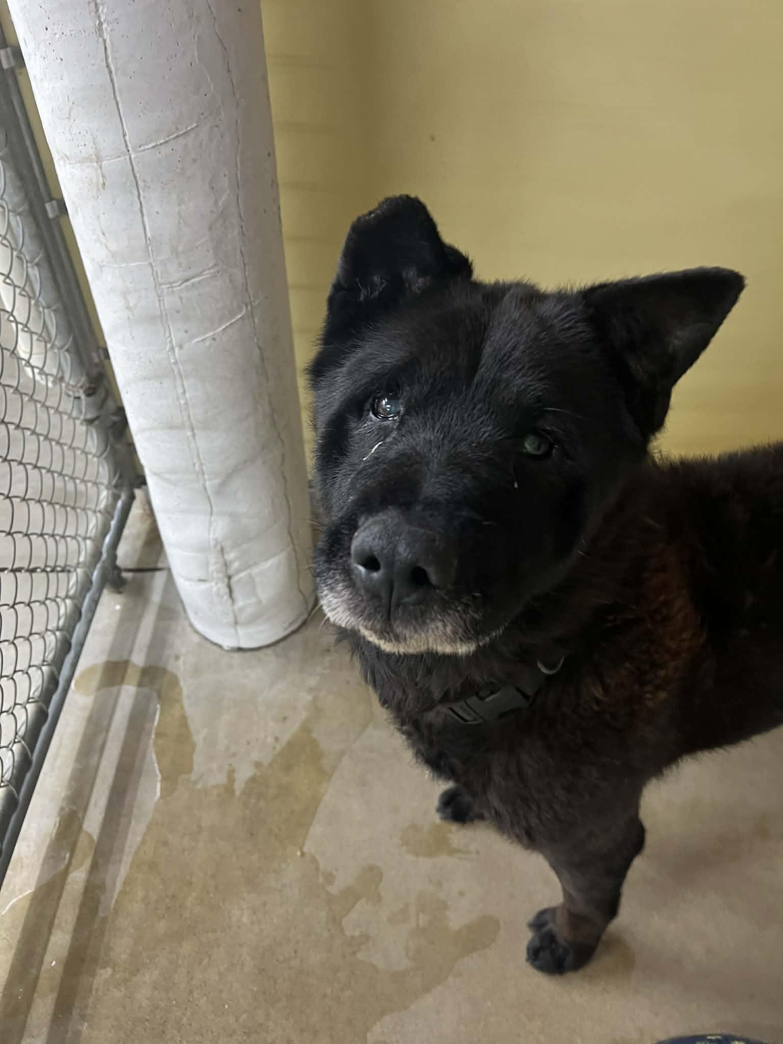 Enlarge Harbor, a ADOPTABLE mixed breed in Belleville, MI image 3/3