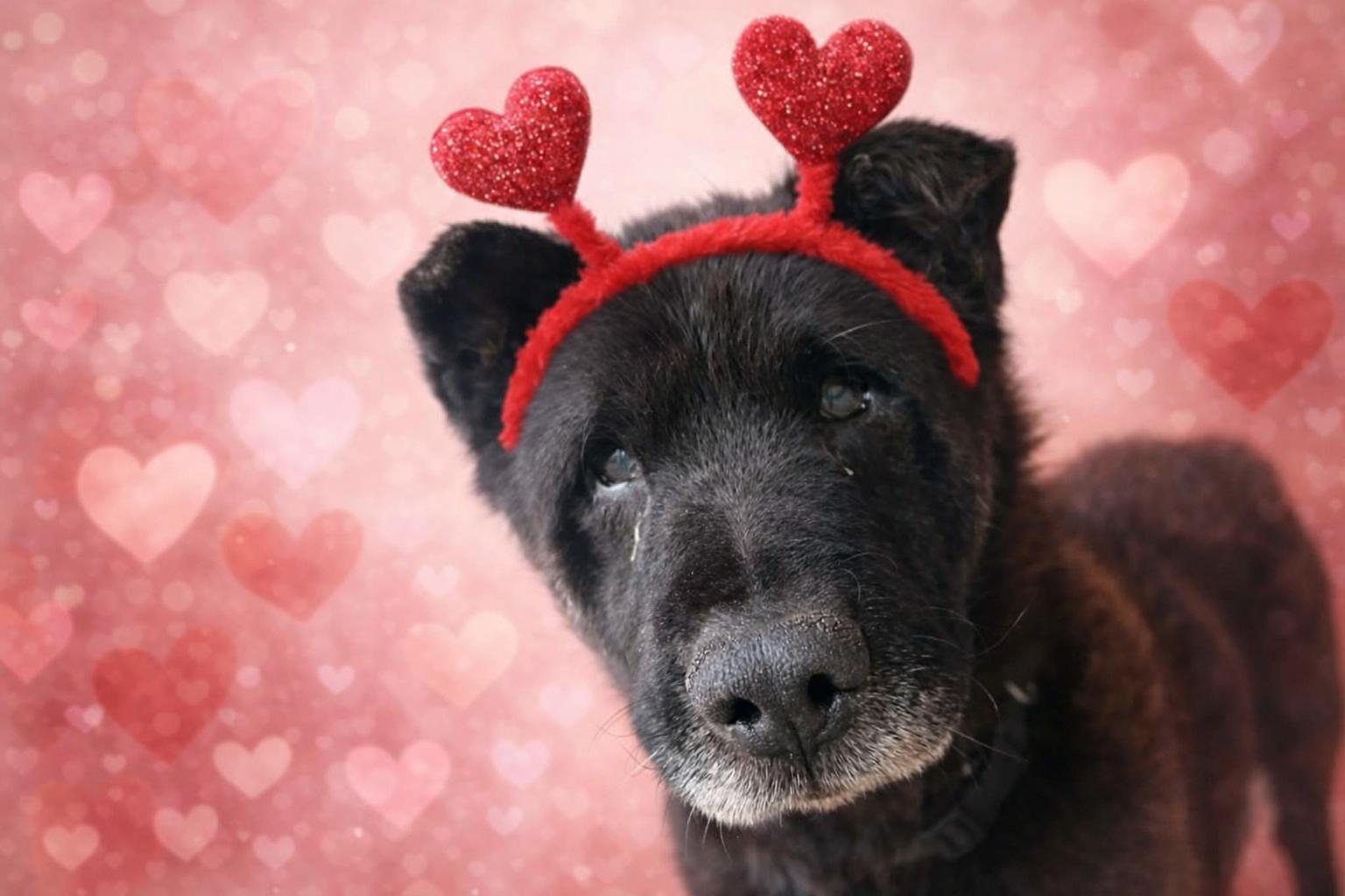 Enlarge Harbor, a ADOPTABLE mixed breed in Belleville, MI image 1/3