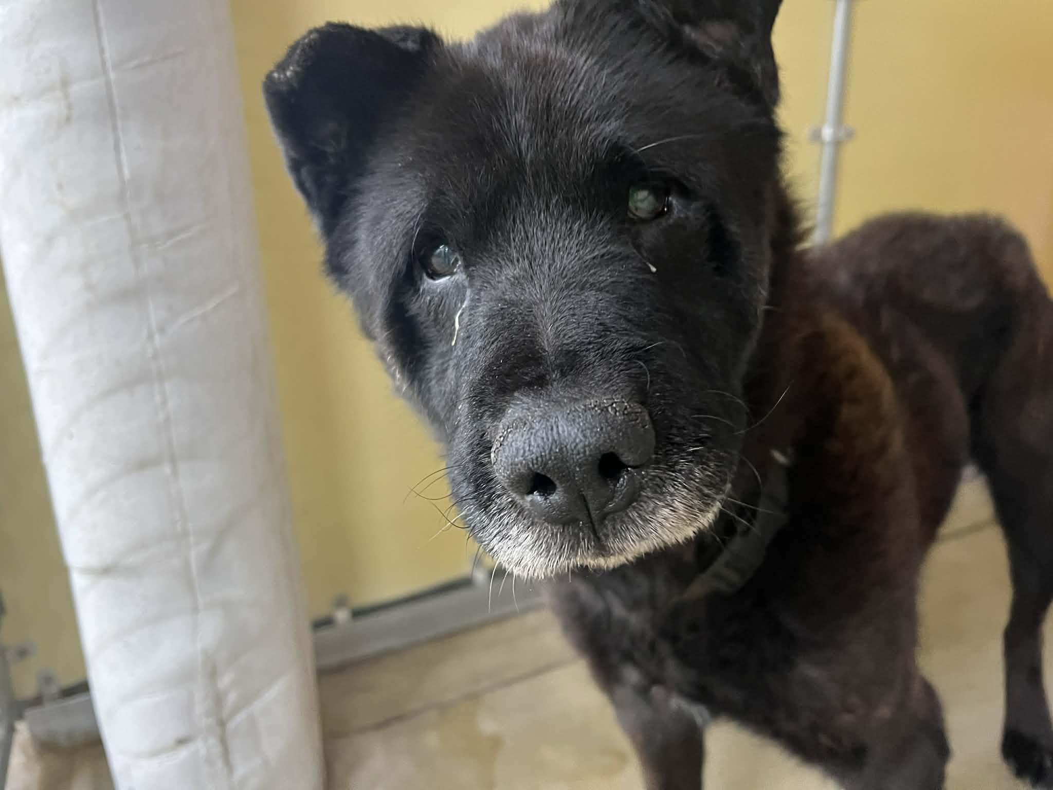 Enlarge Harbor, a ADOPTABLE mixed breed in Belleville, MI image 2/3