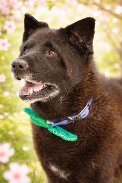 Harbor, adoptable, Senior Male Akita.